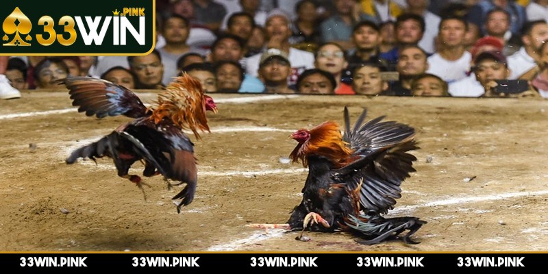 Cách Đặt Cược Đá Gà Ws168 Tại 33WIN Đầy Đủ Chi Tiết - cach dat cuoc da ga ws168 tai 33win huong dan chi tiet Hướng dẫn chi tiết cách đặt cược đá gà WS168 tại 33WIN