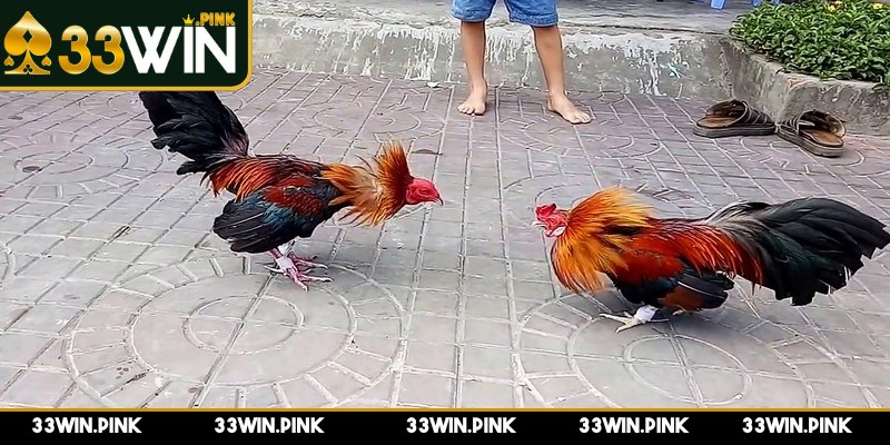 Cách Phân Biệt Kèo Đá Gà AOG Cho Người Mới Chi Tiết - cach phan biet keo da ga aog cho nguoi moi phan biet chinh Việc phân biệt chính xác các loại kèo đá gà AOG là bước quan trọng