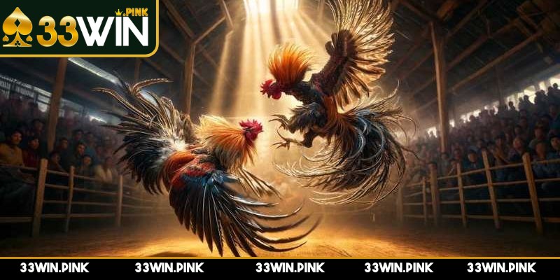 Đá Gà WS168 Có Rút Tiền Qua Momo Không Và Hướng Dẫn - da ga ws168 co rut tien qua momo khong su so sanh So sánh với rút tiền qua tài khoản ngân hàng